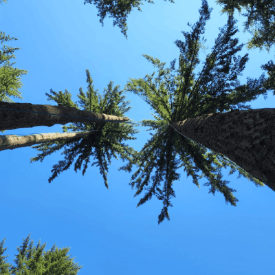 Tree Trimming
